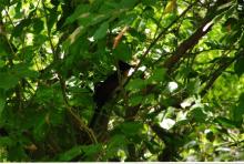 Koel [Eudynamys] (male), IIT Madras campus