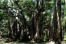 Banyan trees, IIT Madras campus