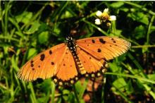 Tawny coster, IIT Madras campus