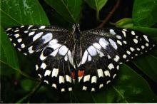 Lime butterfly/ Lime swallowtail (Papilio demoleus), IIT Madras campus