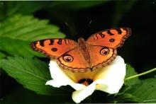 Peacock pansy (Junonia almana)