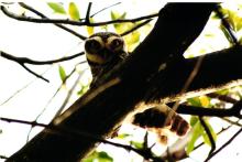 Spotted owlet (Athene brama)