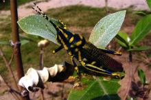 Painted grasshopper (Poekilocerus pictus)