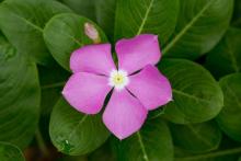 Vinca