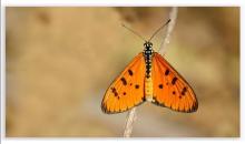 Tawny coster [Acraea terpsicore]