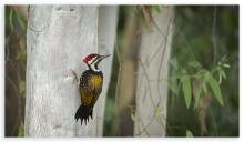 Lesser Flameback woodpecker