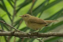 Blyth's Reed Warbler