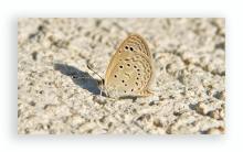 Tiny grass blue [Zizula hylax]