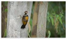 Lesser Flameback woodpecker