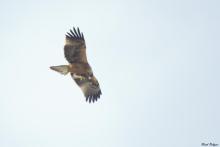 Booted Eagle