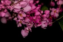 Coral Vine