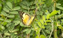 Small salmon arab [Colotis amata]