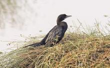 Little Cormorant