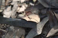 Yellow Bush Dart (Copera marginipes)