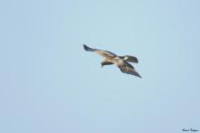 Booted Eagle