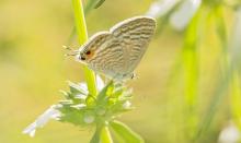 Pea blue [Lampides boeticus]