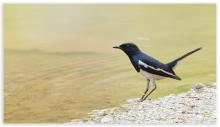 Magpie Robin (Male)