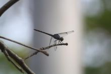 Yellow-tailed Ashy Skimmer (Potamarcha congener) (male)