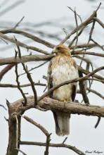 Booted Eagle