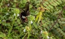 Leucas Aspera