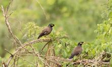 Common myna