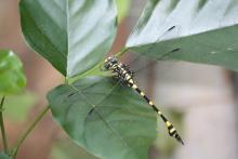 Indian Common Clubtail (Ictinogomphus rapax)