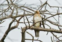 Booted Eagle