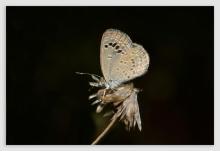 Lesser grass blue [Zizina Otis]