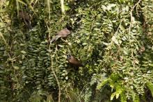 Common myna feeding on Ziziphus oenoplia, commonly known as the jackal jujube, small-fruited jujube or wild jujube