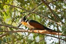 Redwinged Crested Cuckoo