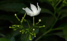 Album 0385: Mymoon Moghul collection - Flowers