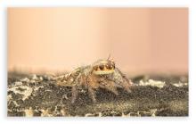Brownlynx