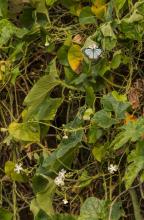 Common wanderer [Pareronia valeria] on cucurma flower
