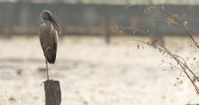 Open-billed stork