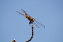 Greater Crimson Glider (Urothemis signata) (female)