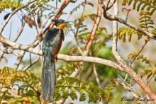 Redwinged Crested Cuckoo