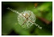 Common Cross Signature Spider