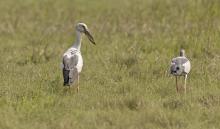 Open-billed stork