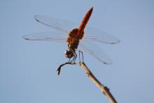 Greater Crimson Glider (Urothemis signata) (male)