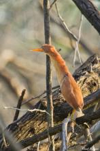 Cinnamon Bittern
