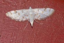 Rice caseworm [Parapoynx stagnalis]