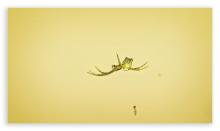 Common Scaffold Spider