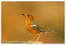 Orange Headed Ground Thrush (Female)