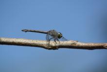 Yellow-tailed Ashy Skimmer (Potamarcha congener) (female)