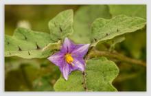 Album 0385: Mymoon Moghul collection - Flowers