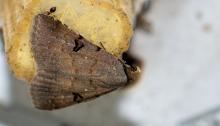 Crimson underwing, Erebidae family [confirmation required]