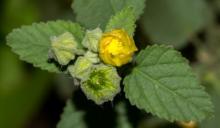 Common Sida