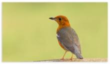 Orange Headed Ground Thrush (Female)
