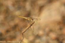 Scarlet Skimmer (Crocothemis servilia) (female)