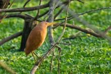 Cinnamon Bittern